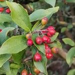 Photinia villosa Fruitua