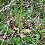 Ophrys × arachnitiformis Frunză