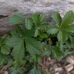 Potentilla anglica Leaf