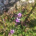 Erodium cicutariumЦветок