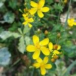 Hypericum linariifolium Кветка