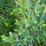 Myrica gale Leaf