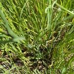 Tragopogon angustifolius 葉