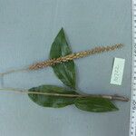 Hetaeria oblongifolia Flor