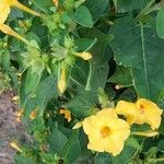 Mirabilis jalapaFlower