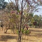Jacaranda puberula Hábito