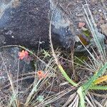 Castilleja tenuiflora Цвят