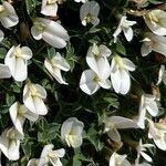 Trifolium uniflorum
