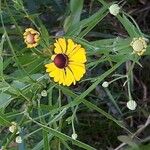 Helenium flexuosum फूल