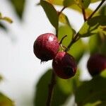 Syzygium cymosum Fruit