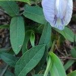 Centrosema virginianum Leaf