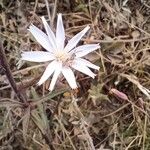 Lactuca inermis Fleur