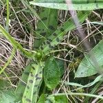 Dactylorhiza maculata Blad