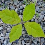 Quercus bicolor পাতা