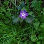 Vinca majorBloem