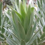 Leucadendron argenteum Habit