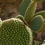 Opuntia microdasys Blad