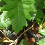 Philodendron giganteum Leaf