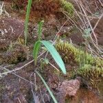 Gilliesia montana