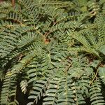 Calliandra rubescens Alkat (teljes növény)