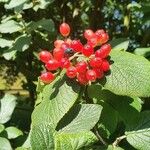 Viburnum lantana Gyümölcs