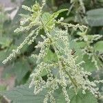 Urtica dioica Virág