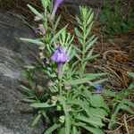 Scutellaria siphocampyloides 整株植物