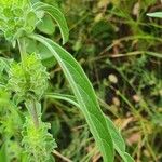 Meiosperma bracteatum Φύλλο