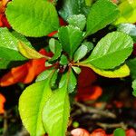 Chaenomeles × superba Leaf