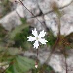 Heliosperma pusillum Žiedas