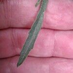 Conyza bonariensis 叶