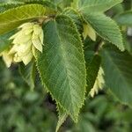 Ostrya virginiana Leaf