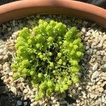 Sedum japonicum Hoja