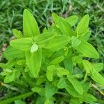 Hypericum mutilum Leaf