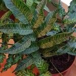 Coniogramme emeiensis Hoja