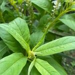 Phytolacca octandra Leaf