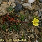 Potentilla multifida Habit