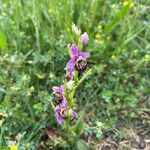 Ophrys scolopaxLorea