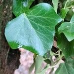 Hedera helix Φύλλο