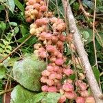 Alchornea cordifolia Плод