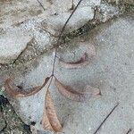 Carya illinoinensis Folha