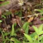 Metanarthecium luteoviride Flower