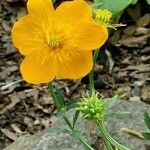 Trollius chinensis फूल