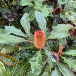 Banksia robur फूल