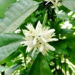 Coffea canephora 花