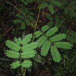 Senegalia kraussiana Leaf