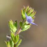 Veronica verna Flower