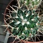 Stenocactus multicostatus Hoja