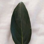 Persea americana Leaf