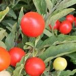 Solanum pseudocapsicum Плод